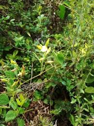 Image result for Rhynchosia procurrens