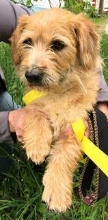 Adopt Arya On Petfinder Scruffy Dogs Cute Dogs And Puppies Border Terrier