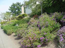 Image result for Polygala dewevrei