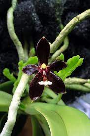 Pin On Orchid Flowers 1