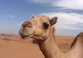 What camel means in arabic , camel meaning in arabic, camel definition, examples and pronunciation of camel in arabic language. Camels And Beauty Arabic Online