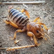 The jerusalem cricket is a large insect, which is also known as the potato bug. Jerusalem Cricket Bumbling About Imgur