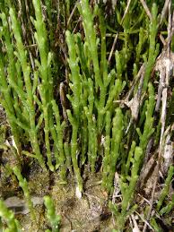 Image result for Sarcocornia natalensis