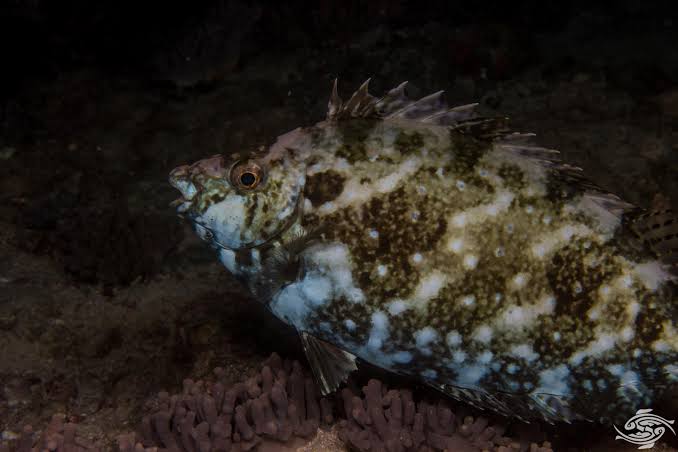 Whitespotted Rabbitfish-Facts Photographs and Video | Seaunseen