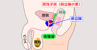 全10種】男性のオーガズムまとめと、ドライとメスイキとの違い - メスイキ総合研究所