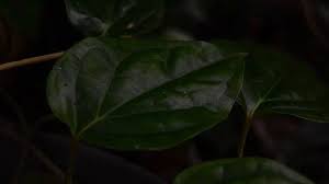 Kenapa daun sirih bisa menyembuhkan mimisan? Https Jabar Tribunnews Com 2021 07 06 Bio Silva Alat Swab Pcr Dengan Kumur Kumur Nyaman Tanpa Sakit Di Hidung Dan Tenggorokan Https Cdn 2 Tstatic Net Jabar Foto Bank Images Sejumlah Asn Menjalani Tes Swab Pcr Di Majalengka Jpg Sejumlah Asn