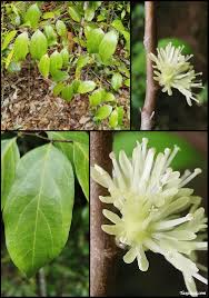 Image result for Dichapetalum madagascariense