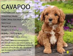 Places texas city, texas pet service cavapoo puppies for adoption. Silver Name Necklace Name Necklace Personalized Name Etsy Cavapoo Puppies Miniature Dog Breeds Puppies