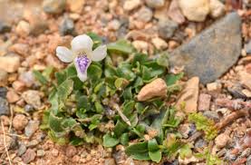 Image result for Asystasia intrusa