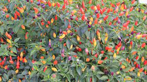We did not find results for: How To Grow Chillies In Containers Introduction Vertical Veg