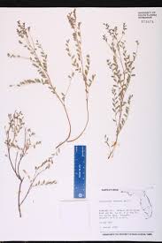 Image result for Phyllanthus martinii