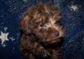 Our giant schnauzer puppies come with: Giant Schnoodle Puppies For Sale In Forney Texas Classified Americanlisted Com