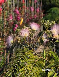 Image result for Albizia petersiana