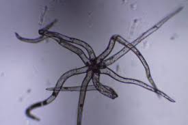 Image result for Pycnobotrya