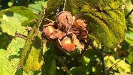 Introduction to Growing Hazelnuts