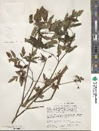 Image result for Oenanthe mildbraedii