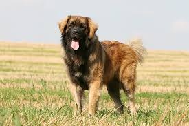 While newfies are most commonly black, they also come in a black and white variety known as landseer. Leonberger Dog Breed Information