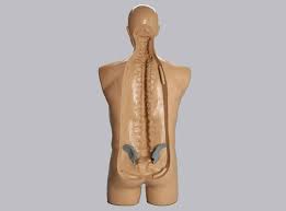 Learn vocabulary, terms and more with flashcards, games and other study tools. Using Human Torso Anatomy Models In Medical Training