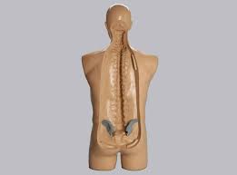 Check spelling or type a new query. Using Human Torso Anatomy Models In Medical Training