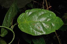 Image result for Icacinaceae