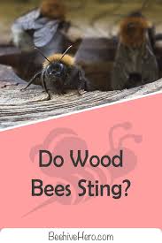 Wood Bees Are Perhaps Not The Most Well Known Bees But They Re Important Enough To Learn About Do They Have A Dark Side Do Wood Bees Wood Bees Bee Sting Bee