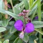 Image result for Polygala sphenoptera