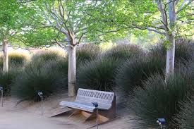 Image result for Oropetium capense