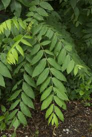Image result for Juglans
