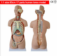 Thank you, {{form.email}}, for signing up. Free Shipping 1 1 Size 85cm Human Torso Model 17 Parts Organs Anatomical Viscus Structure Of Human Body Medical Anatomical Model Model Turbocharger Torsomodel Sedan Aliexpress