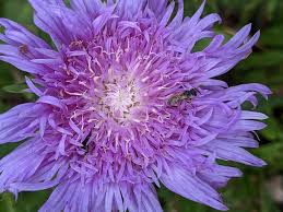 Check spelling or type a new query. South Carolina Botanical Garden Stokesia Stokes Aster Stokes Aster Stokesia Laevis Is Scattered Throughout Our Landscape At The Scbg We Particularly Value It For Its Dramatic Purplish Blue To Lavender Colored Flowers And