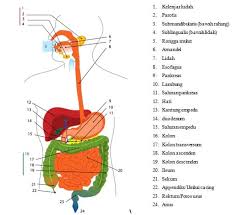 We are a sharing community. Pengertian Pencernaan Kimiawi Proses Sistem Alat Organ