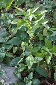 Image result for Acalypha paucifolia