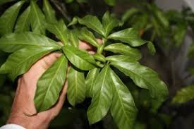 Image result for Tabernanthe