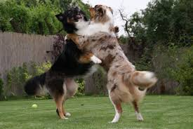 We did not find results for: Best Australian Shepherd Toys They Ll Love Our Top 5 Picks