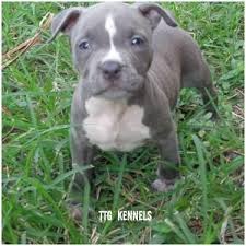 See more of xl american bully blue nose puppies on facebook. Pitbull Puppy Blue Nose For Sale In Hollywood Florida Classified Americanlisted Com