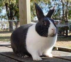 The Dutch Rabbit Care Guide Dutch Rabbit Rabbit Care Rabbit Breeds
