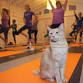 Cattery Yoga at Briggs Animal Adoption Center event image