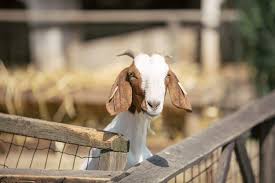 O cana de lapte de capra pe zi poate fi suficienta. Capra Ferma Animalelor