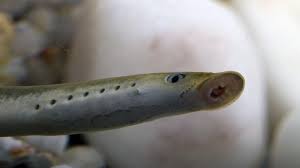 Unidentified maul 3 mana 2/2 rare paladin weapon gains a bonus effect in your hand. Geheimnis Um Furchterregende Neunaugen Geluftet Tierwelt