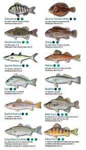 Credible Gulf Of Mexico Fish Chart Gulf Of Mexico Fish