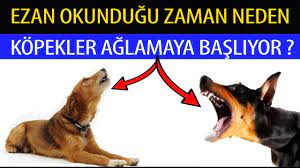 ezan okundugu zaman neden kopekler aglamaya basliyor youtube