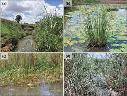 Image result for Fuirena welwitschii