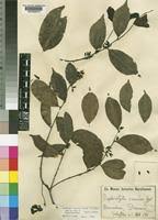 Image result for Rhaphiostylis