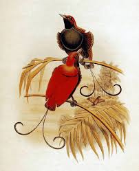 Maybe you would like to learn more about one of these? King Of Holland S Bird Of Paradise Wikipedia