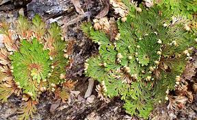 Image result for Selaginella dregei