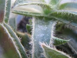 Image result for Cyanotis longifolia