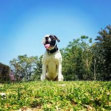 American Bulldog Turkey Antalya Murphy