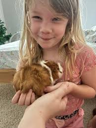 However, do ensure that your guinea pig has constant access to fresh water  in an appropriate water bottle or bowl. Remember to rinse the bottle or  bowl and change the water regularly,