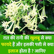 Dec 26, 2013 · let 100 flowers bloom (百花齐放) 1956. à¤° à¤¤à¤° à¤¨ à¤²à¤— à¤¨ à¤• à¤¤à¤° à¤• à¤« à¤¯à¤¦ à¤• à¤¯à¤° à¤Ÿ à¤ª à¤¸ à¤‰à¤ªà¤¯ à¤— Plant Care Plants Jasmine