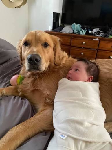 Why new parents secretly love pet owner comparisons